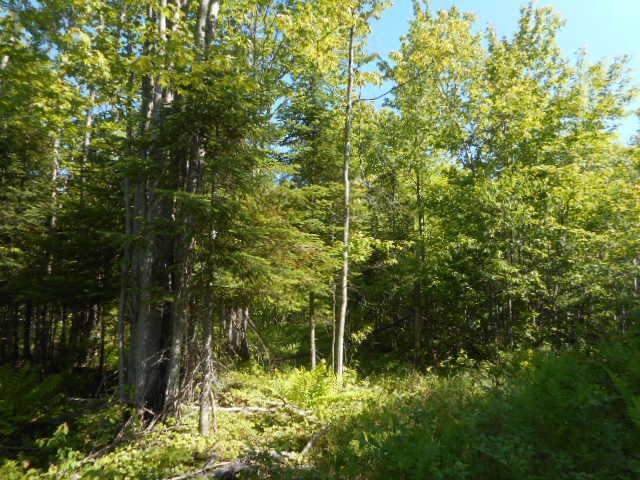 0 Gager Road Curtis, MI 49820 - Photo 26 of 41 Gallery Image 26