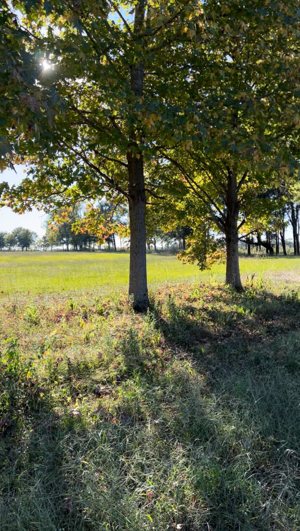 5335 Cravens Road Savannah, TN 38372 - Photo 3 of 9 a view of yard with trees
