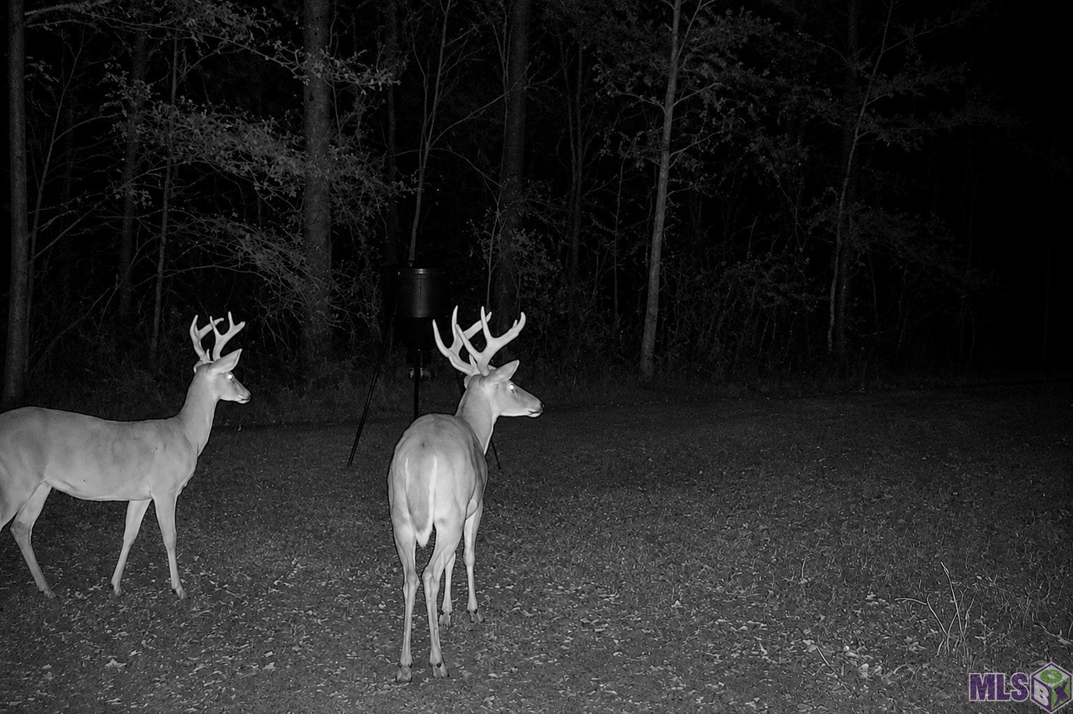 Tbd Jerusalem Road Liberty, MS 39645 - Photo 37 of 60 Gallery Image 37
