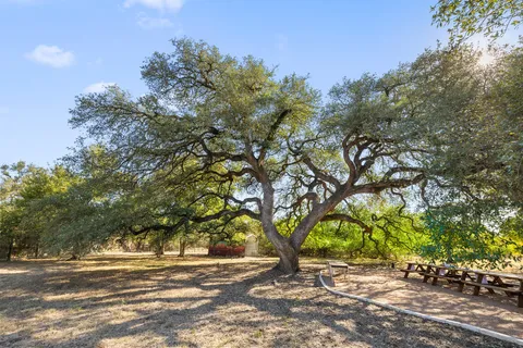 a view of a yard with plants and trees