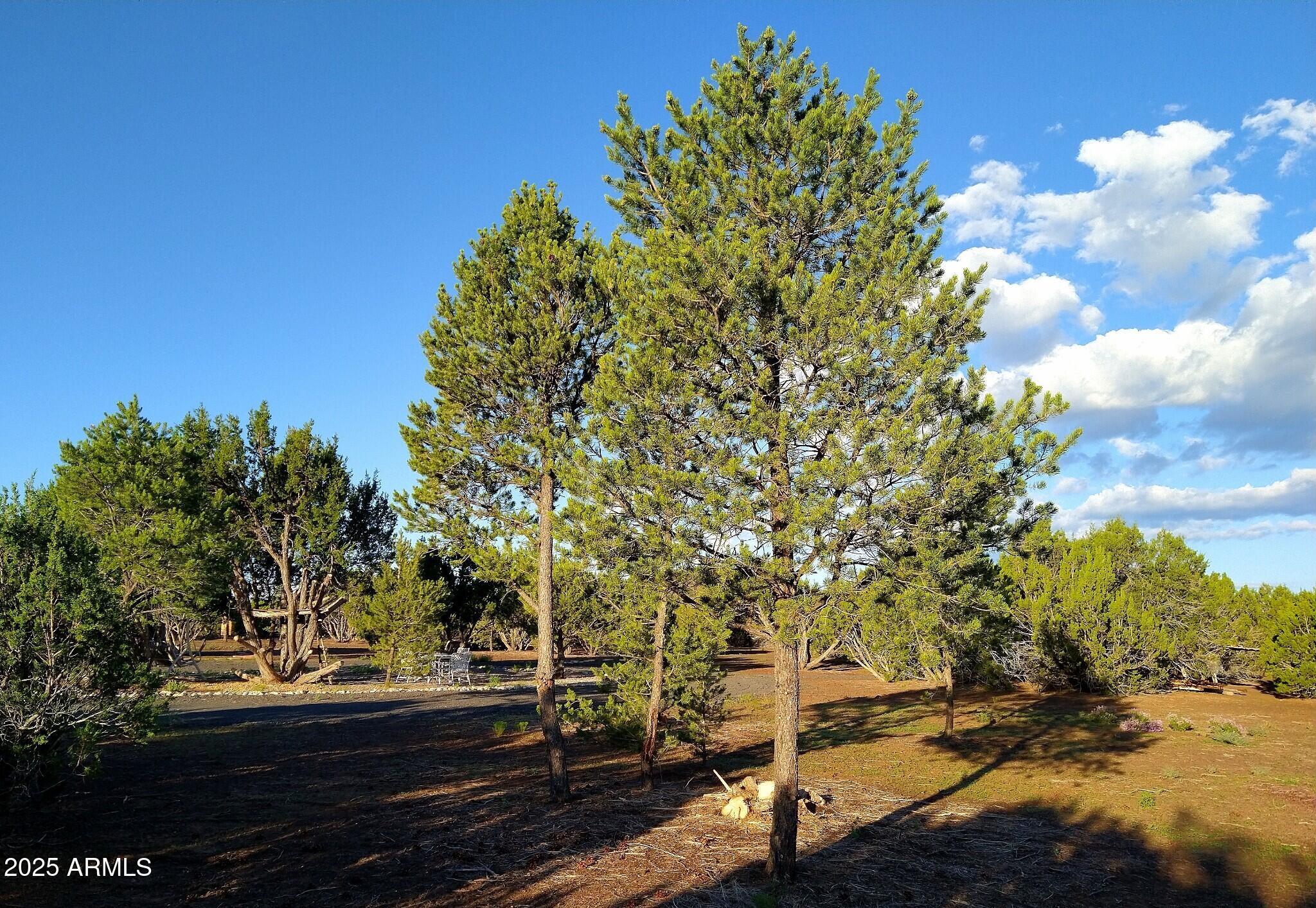 71 County Road, Unit 2 Concho, AZ 85924 - Photo 7 of 24 7347050225348120501