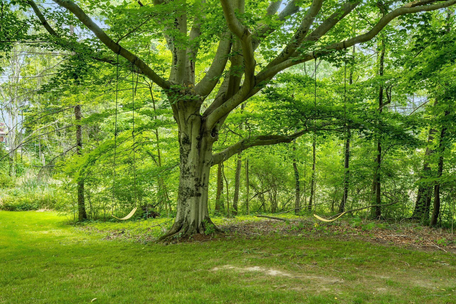 8480 Concord Road Delaware, OH 43015 - Photo 15 of 21 Tree swing