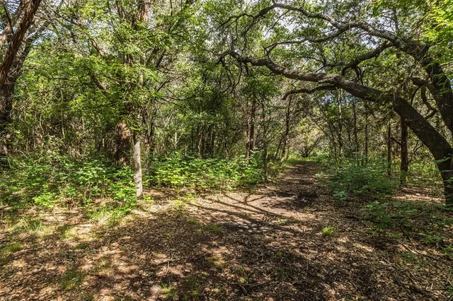 a view of a yard with plants and trees