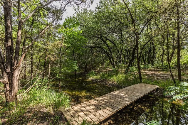 a view of a backyard with plants and a large tree