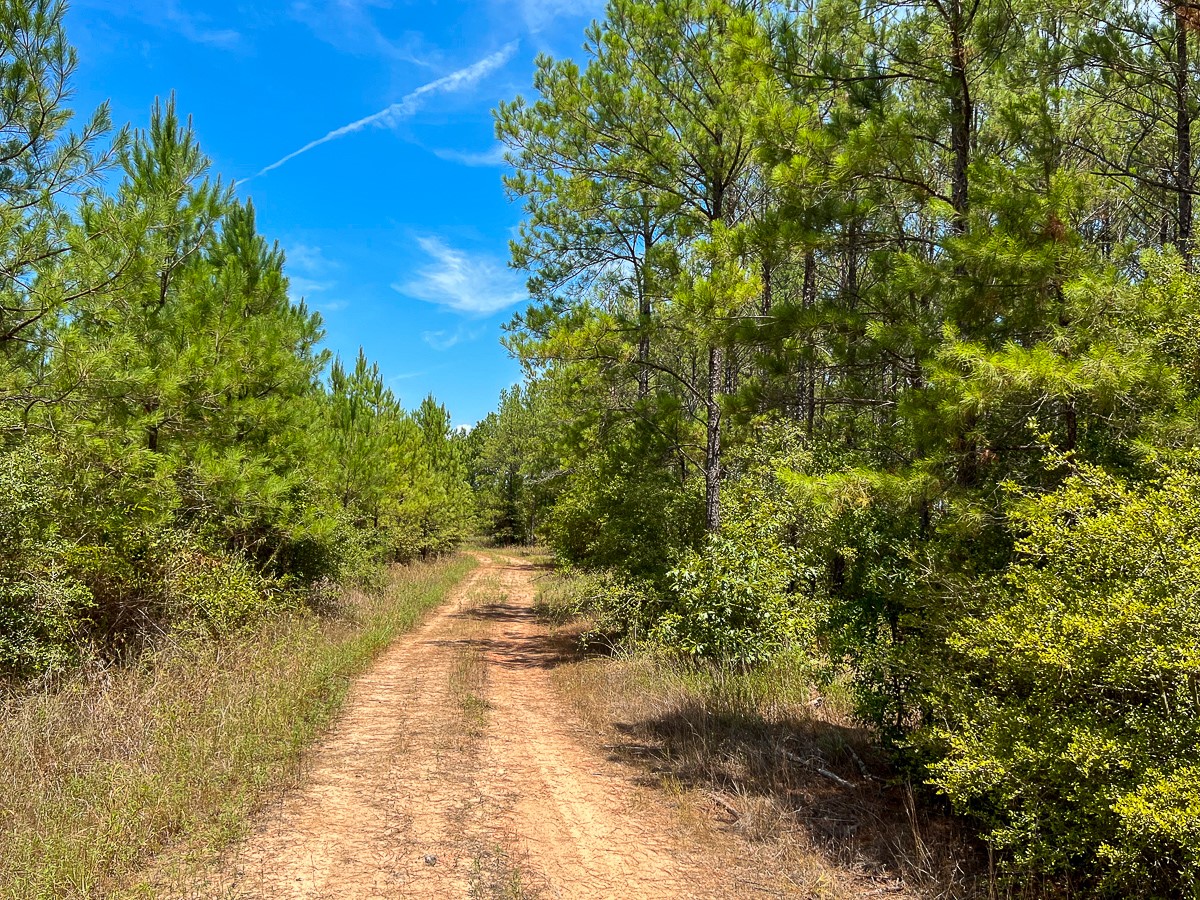 0 Lost Indian Camp Road Huntsville, TX 77320 - Photo 1 of 12