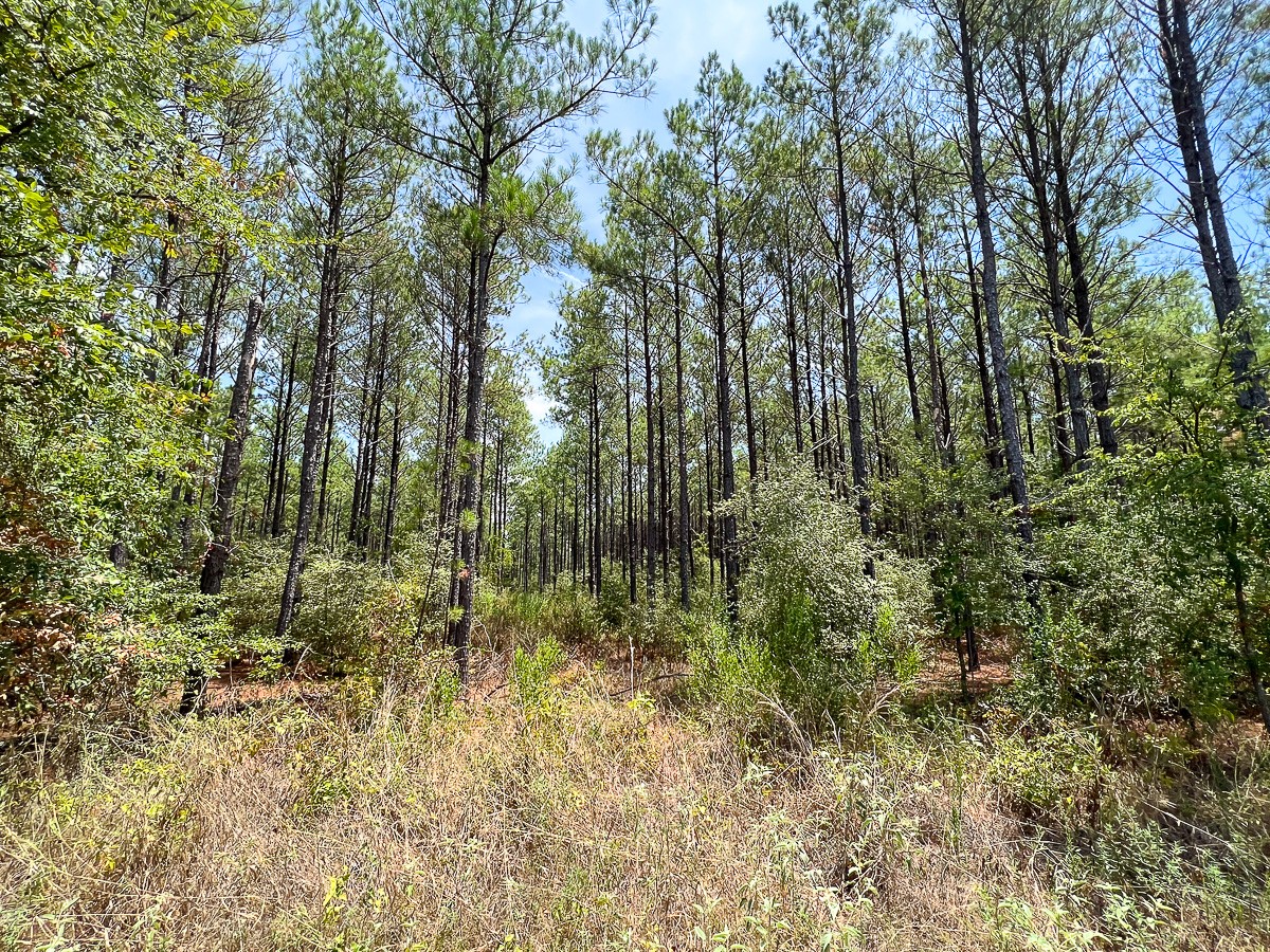 0 Lost Indian Camp Road Huntsville, TX 77320 - Photo 11 of 12