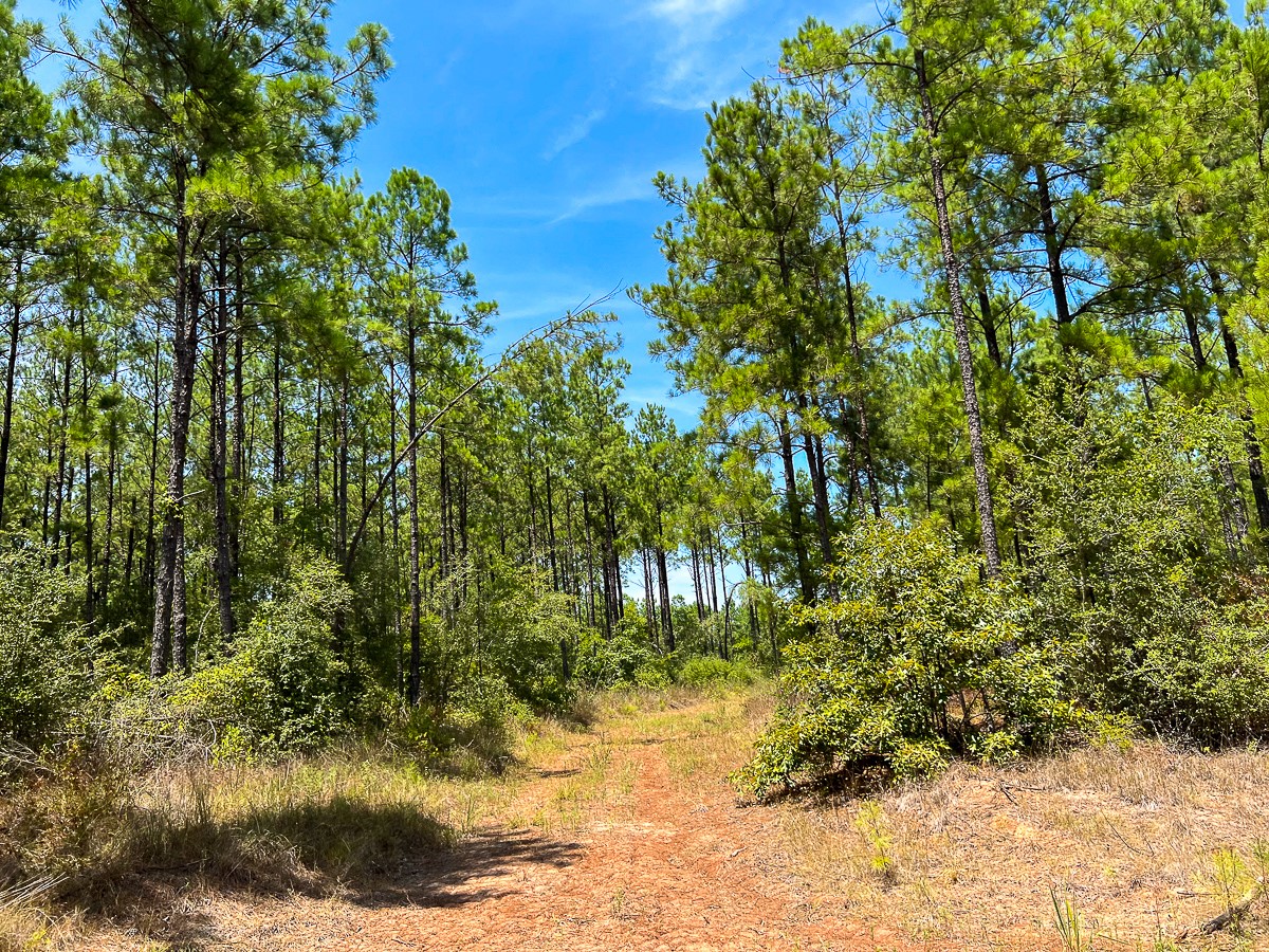 0 Lost Indian Camp Road Huntsville, TX 77320 - Photo 12 of 12