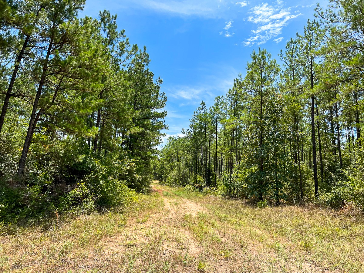 0 Lost Indian Camp Road Huntsville, TX 77320 - Photo 4 of 12