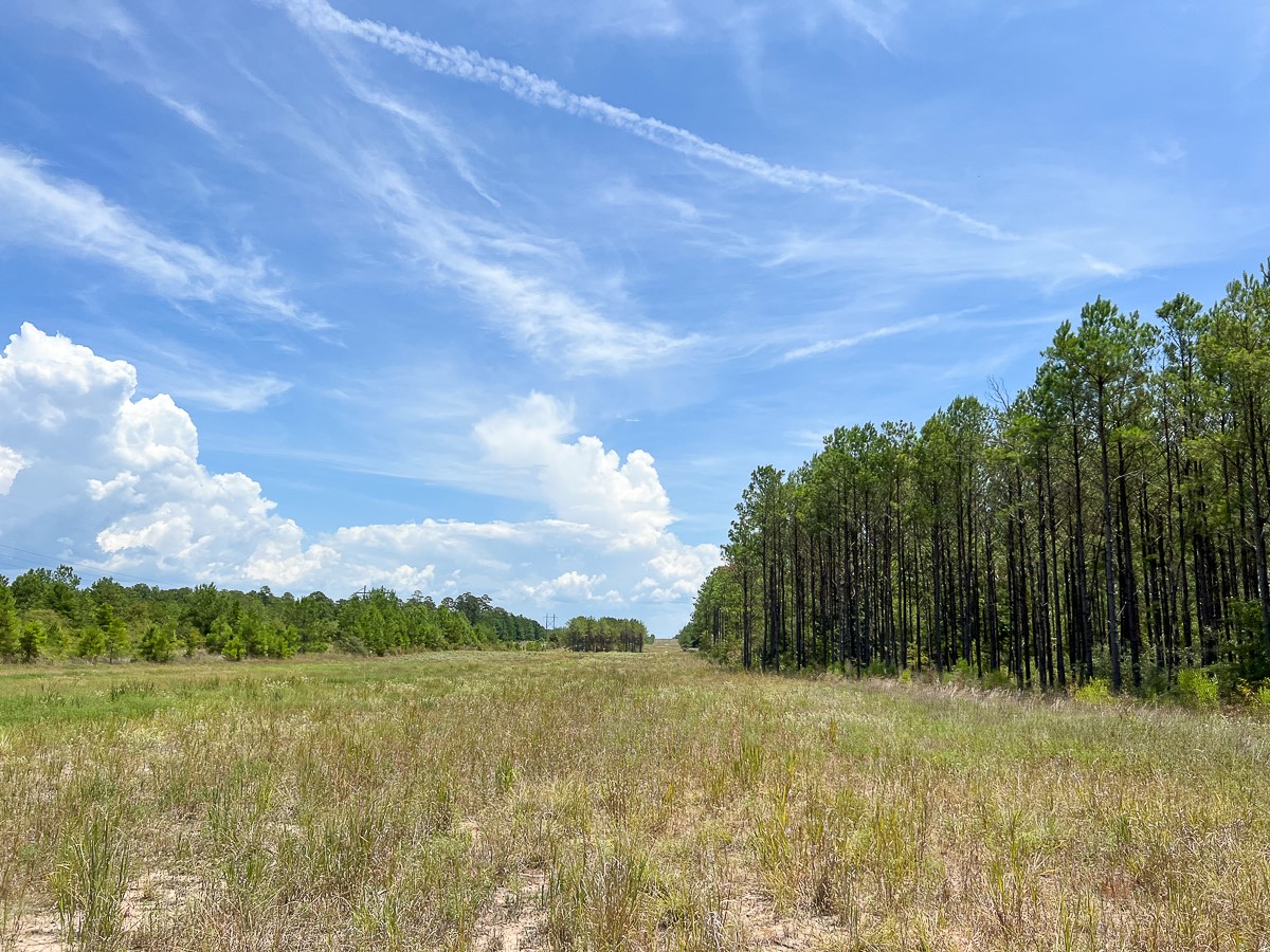 0 Lost Indian Camp Road Huntsville, TX 77320 - Photo 6 of 12