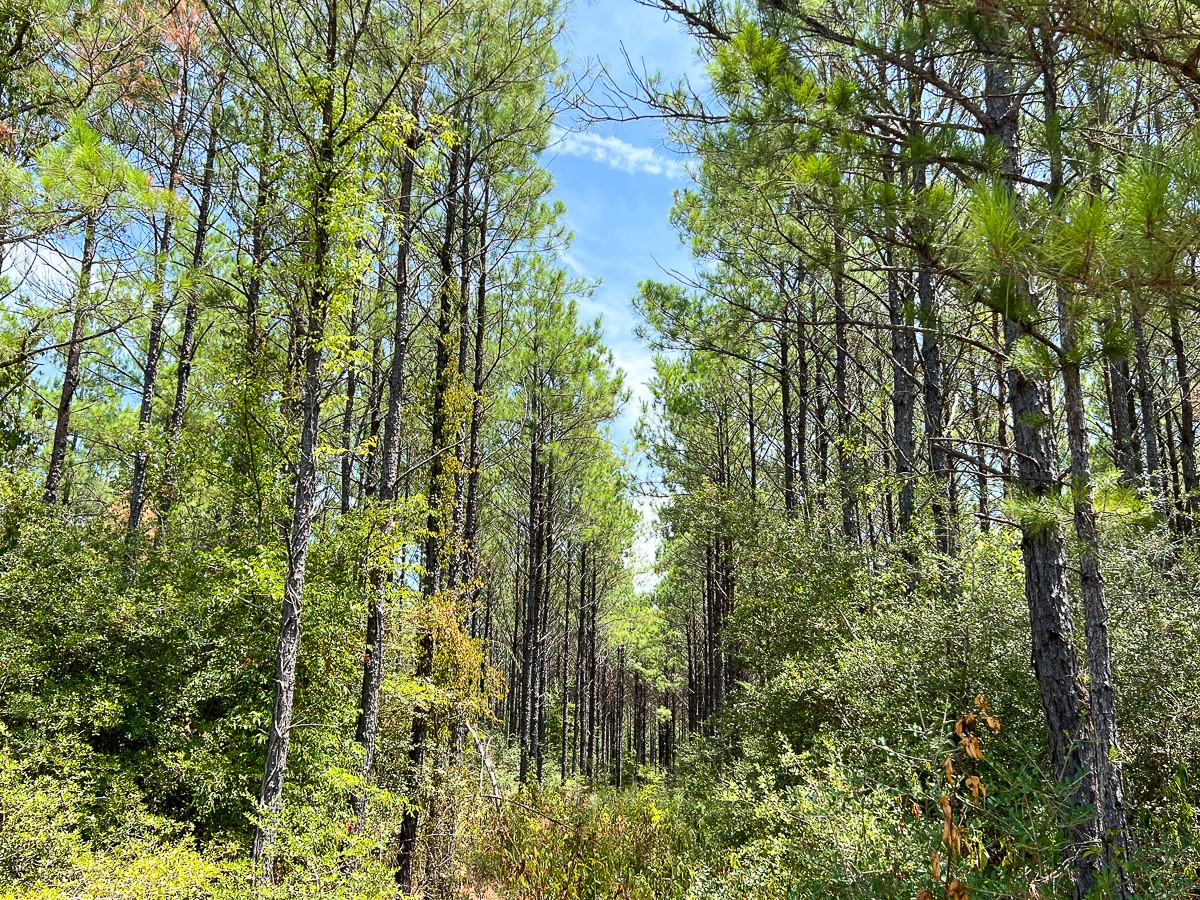 0 Lost Indian Camp Road Huntsville, TX 77320 - Photo 10 of 12
