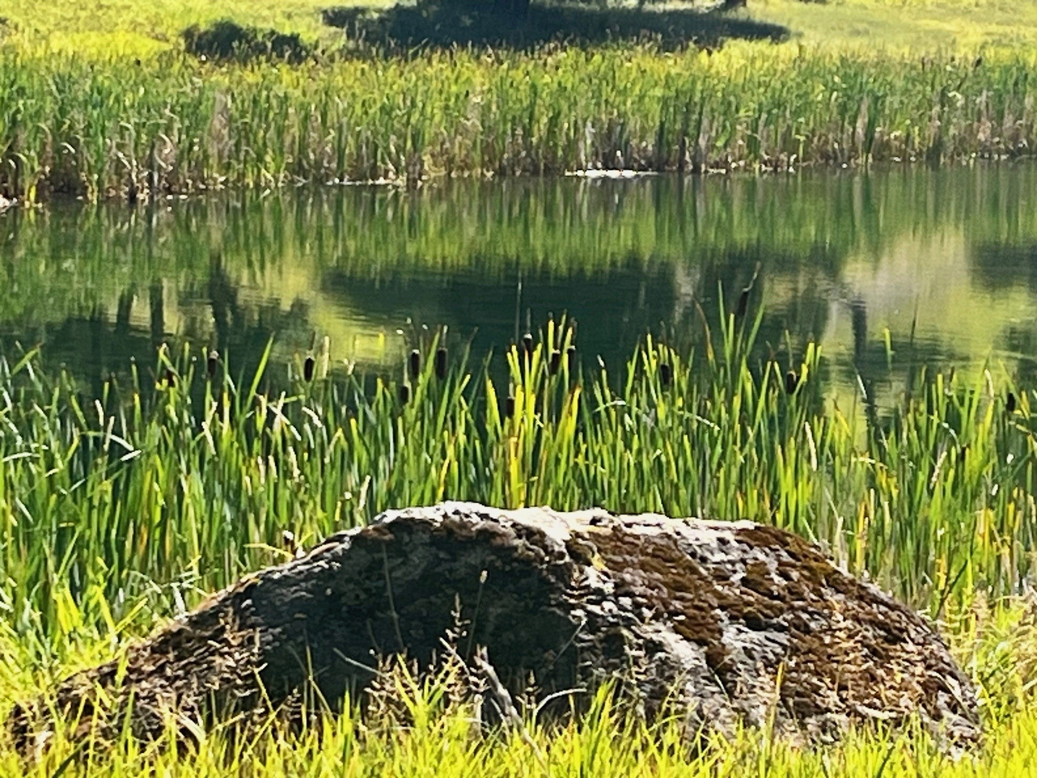Nhn Loon Lake Road Trego, MT 59934 - Photo 51 of 72 Gallery Image 51