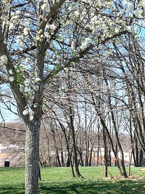 8 Green Valley Road Staten Island, NY 10312 - Photo 25 of 26 IMG_2700