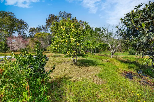 a view of a garden