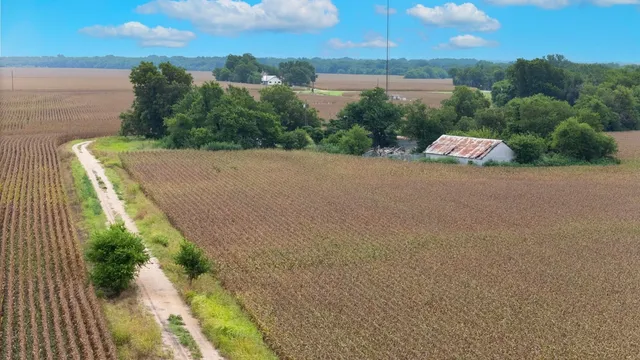 a view of a plant in a garden