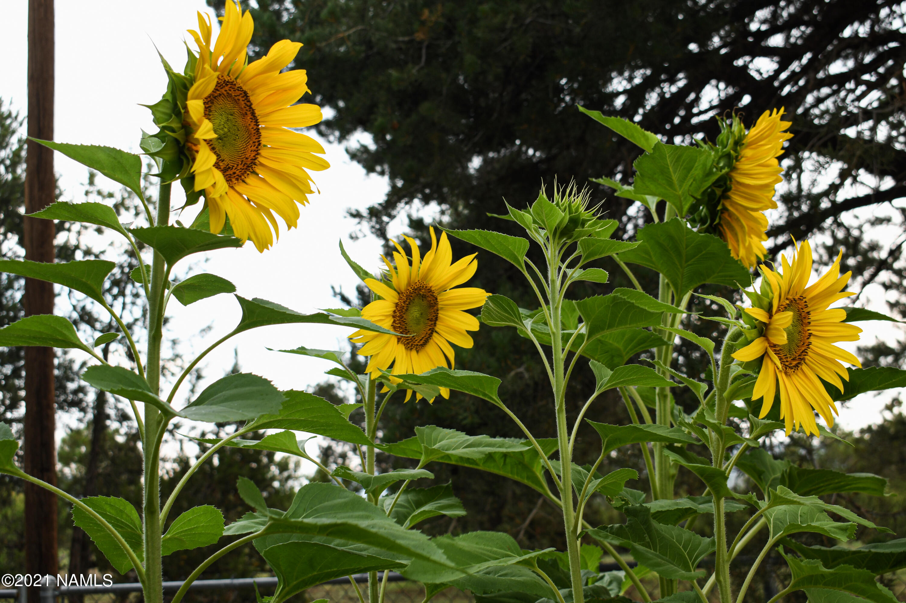 6700 Hutton Ranch Road Flagstaff, AZ 86004 - Photo 30 of 58 DSC_4973 (1)