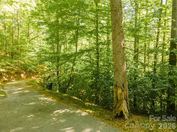 a view of a large trees with lots of bushes
