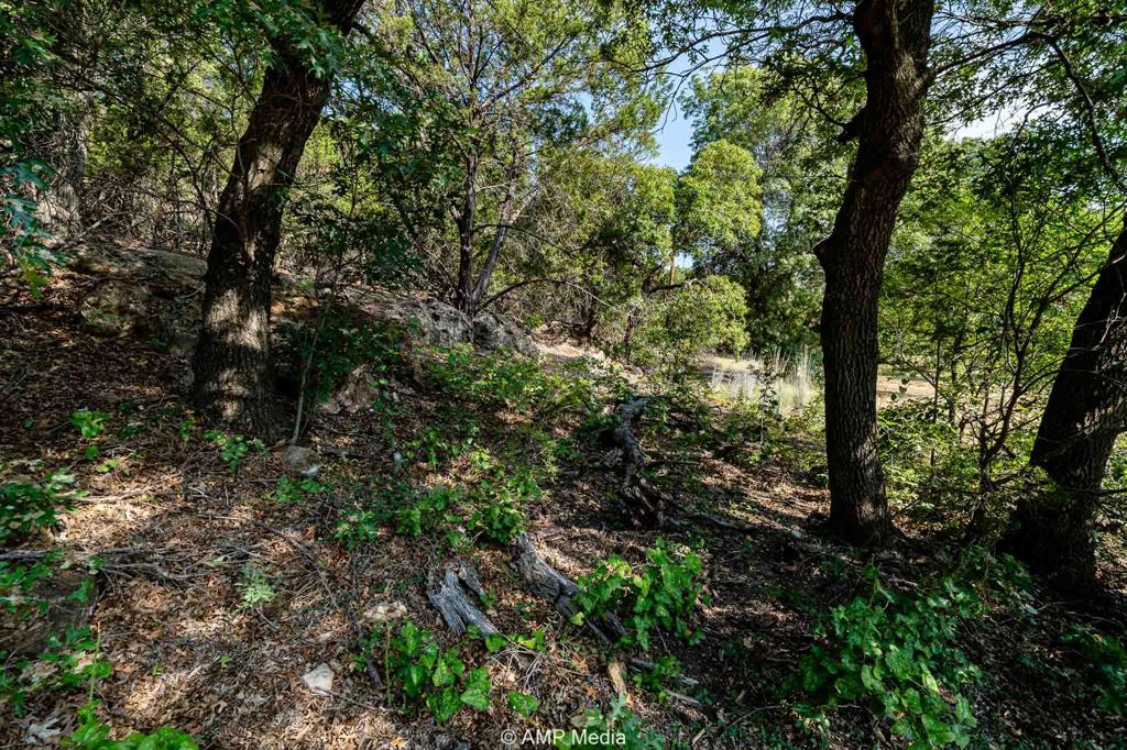 1814 County Road 351 Merkel, TX 79536 - Photo 14 of 31 a view of a forest with trees