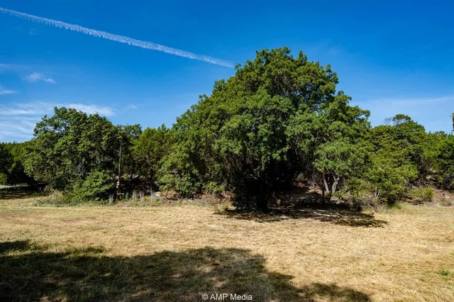 a view of a yard with plants and large trees