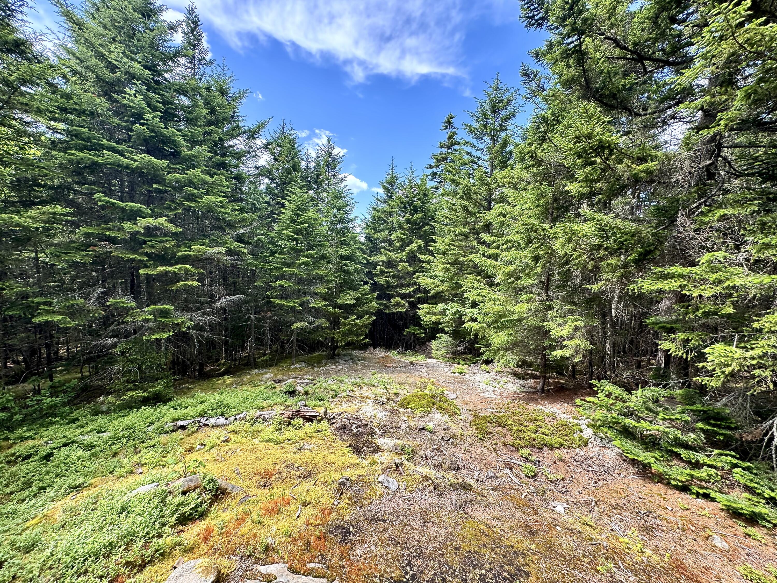 Lot 24 Ermine Road Sandy River Plt, ME 04970 - Photo 11 of 23 Yard