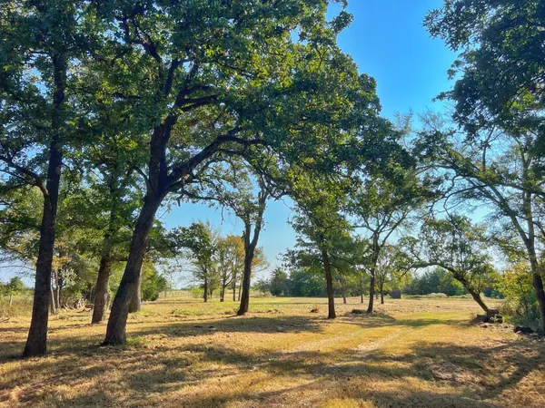 a view of yard with trees