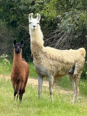 $329,000 | 5403 Dry Creek, Calvert, TX 77837