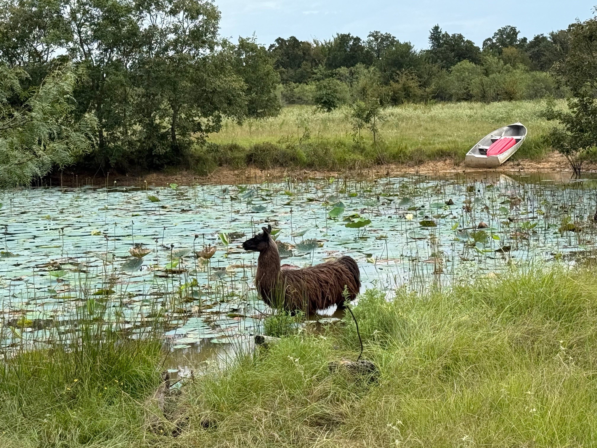 5403 Dry Creek Calvert, TX 77837 - Photo 22 of 25 a backyard of a house with lots of green space