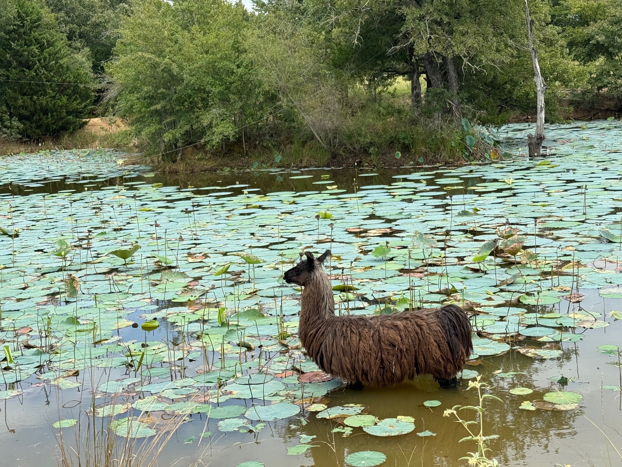 5403 Dry Creek Calvert, TX 77837 - Photo 23 of 25 a backyard of a house with lots of green space