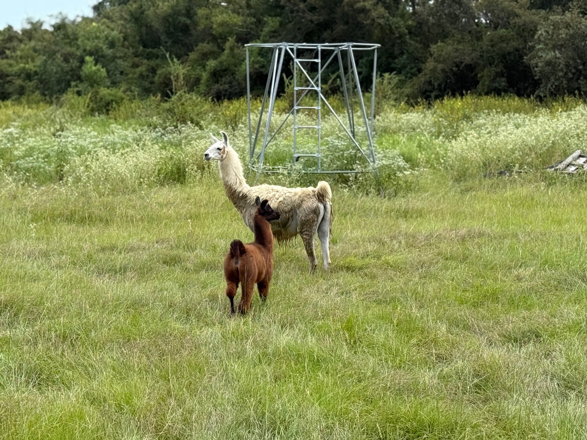 5403 Dry Creek Calvert, TX 77837 - Photo 24 of 25 a backyard of a house with lots of green space and outdoor seating