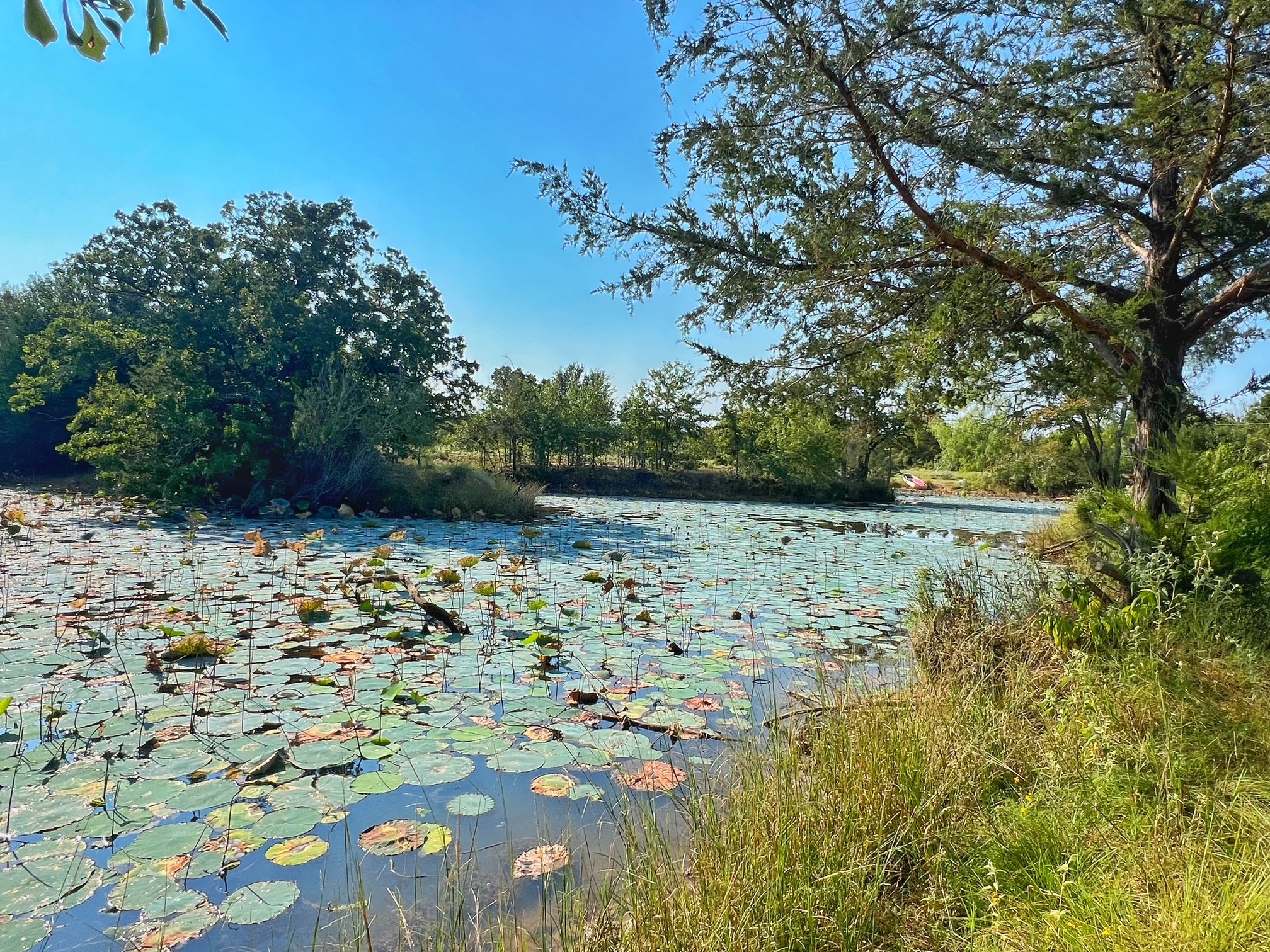 5403 Dry Creek Calvert, TX 77837 - Photo 3 of 25 a view of yard with green space