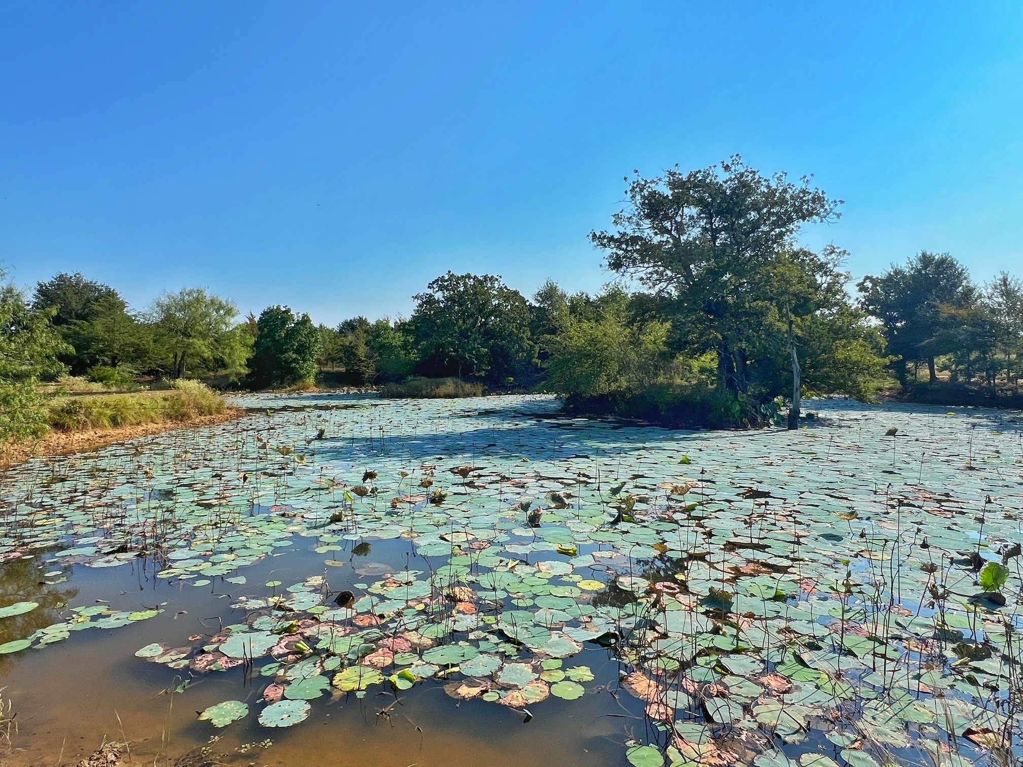 5403 Dry Creek Calvert, TX 77837 - Photo 4 of 25 a view of a yard with a tree