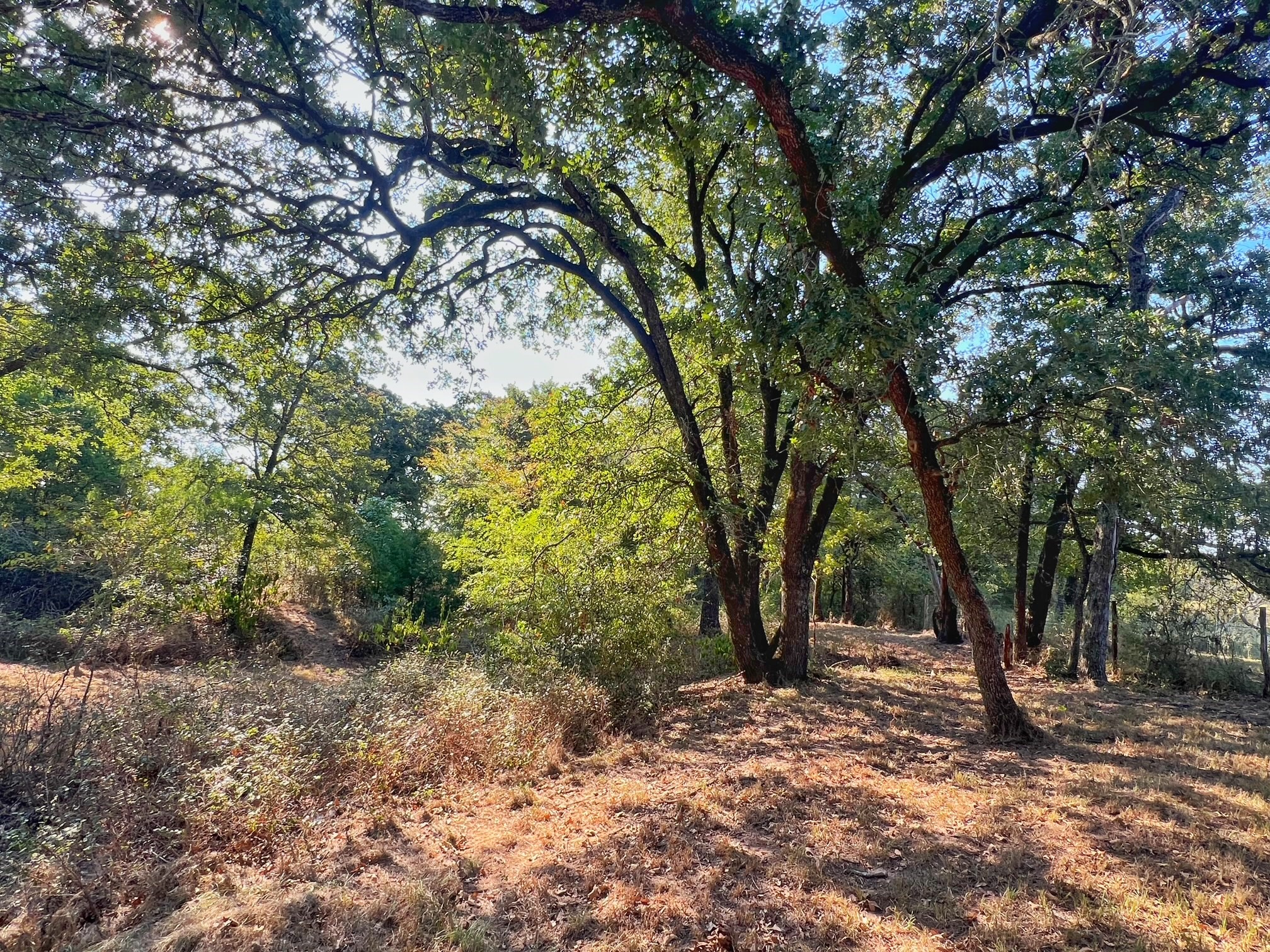 5403 Dry Creek Calvert, TX 77837 - Photo 7 of 25 a view of a forest filled with trees