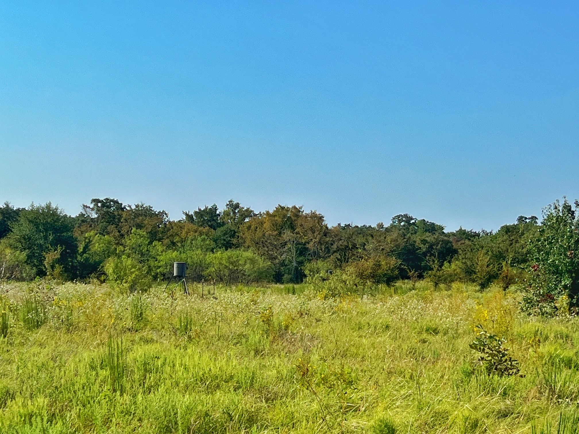 5403 Dry Creek Calvert, TX 77837 - Photo 8 of 25 a view of a large garden with plants and large trees