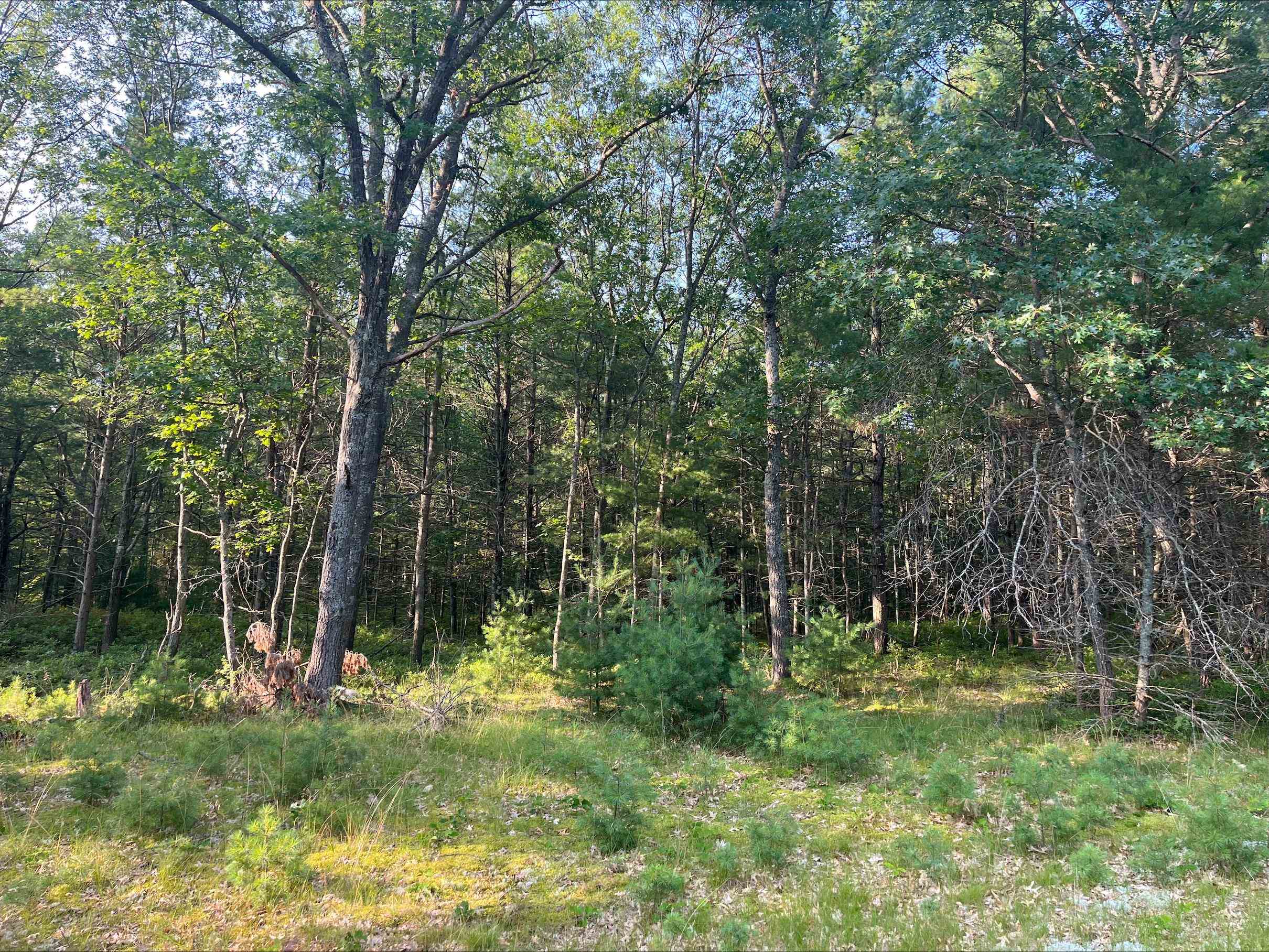 0 MacKenzie Road Oscoda, MI 48750 - Photo 1 of 8 1948461-82d8313c-5556-4e87-8956-b2e83e4ece00.JPG