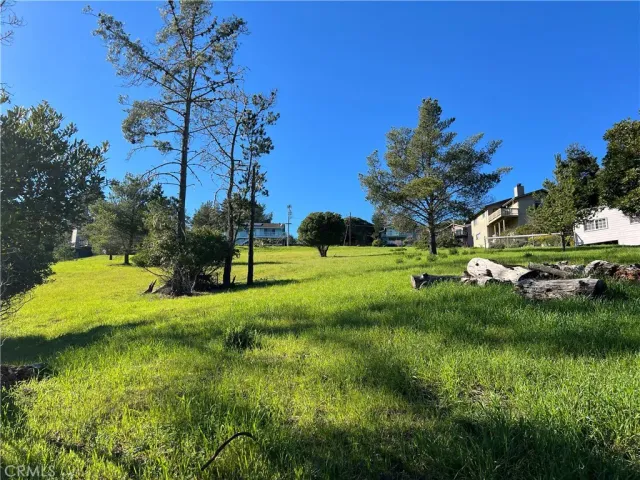 a view of a park with large trees