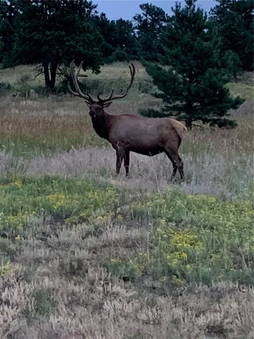 a view of a horse in a forest