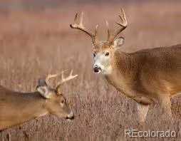 $2,450,000 | 22196 Boar Head Road, Indian Hills, CO 80454