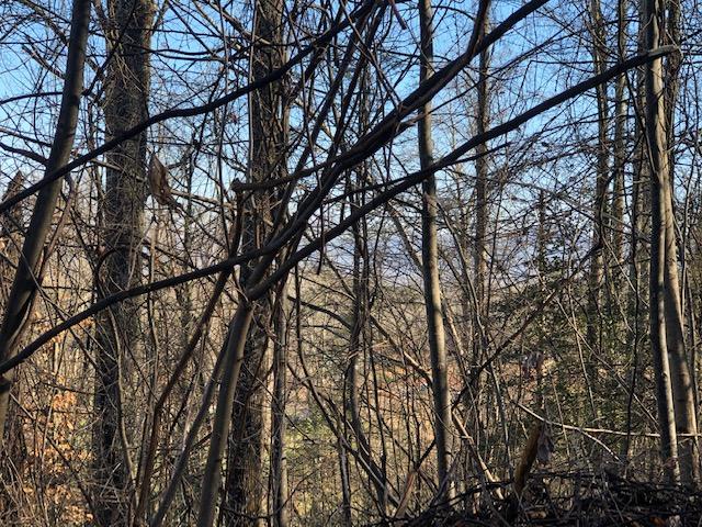 Wilderness Mountain Road Sevierville, TN 37862 - Photo 2 of 2 IMG_1896