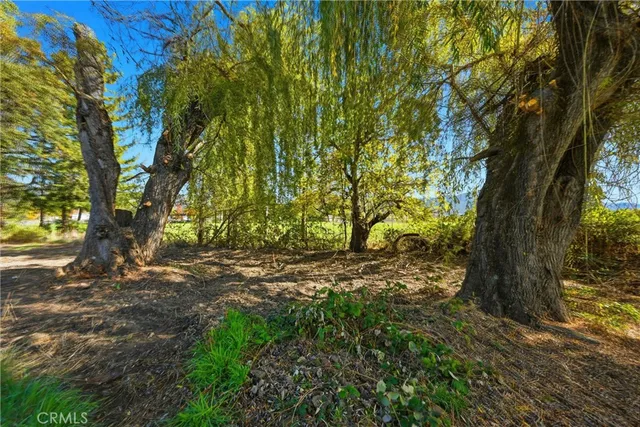 a view of a yard with a tree