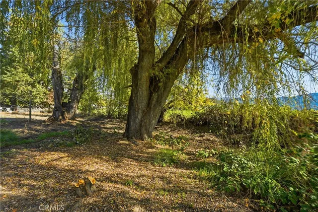 a view of a tree in the middle of a yard