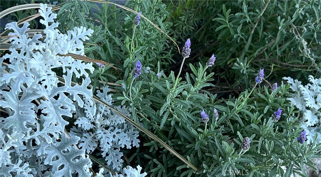 24394 Crestview Drive Newhall, CA 91321 - Photo 8 of 38 a view of a plant in a garden