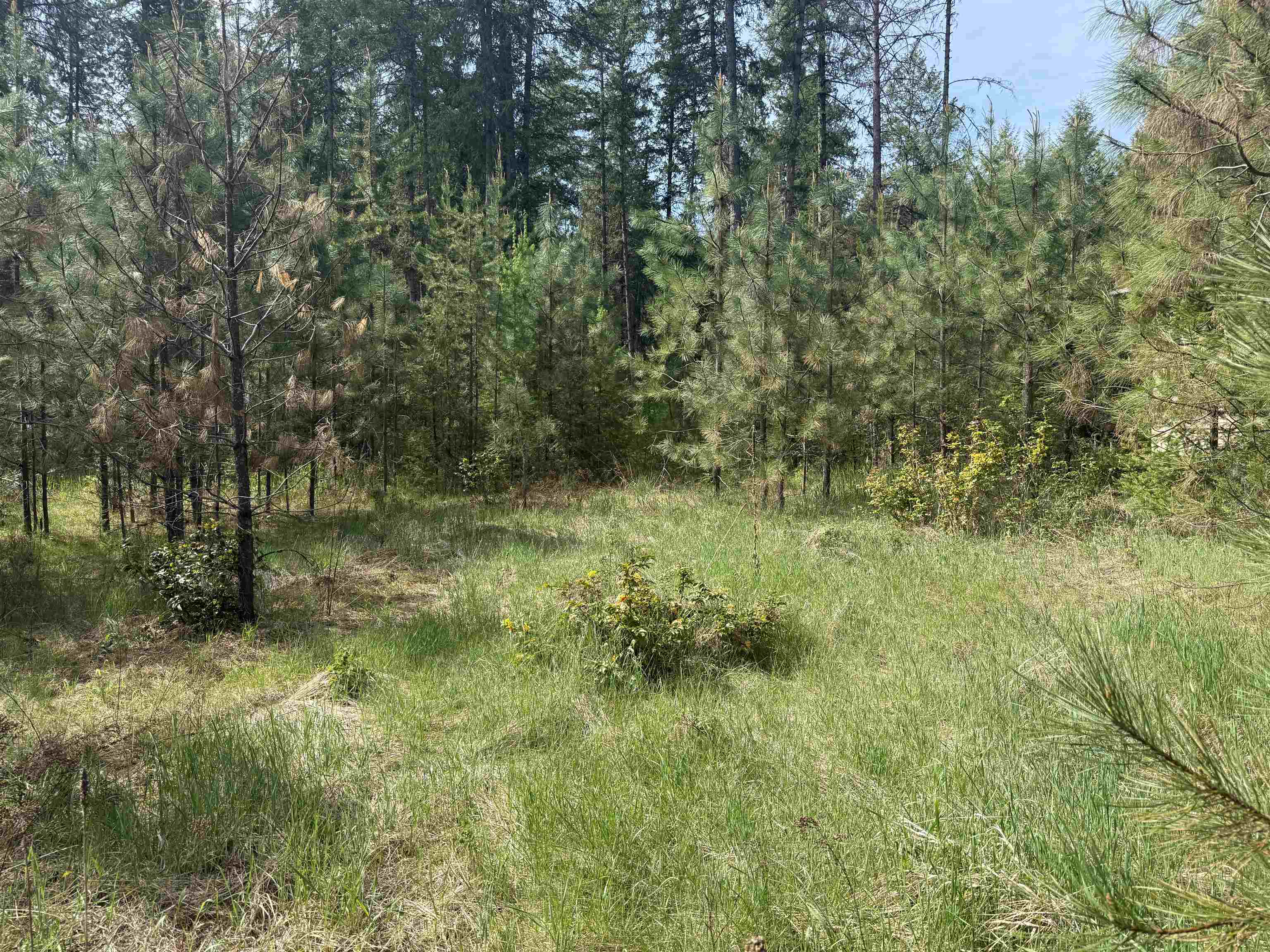 67 First Thought Loop Laurier, WA 99146 - Photo 8 of 17