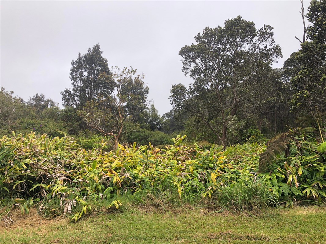 19-3971 Kilauea Road Volcano, HI 96785 - Photo 1 of 8 Gallery Image 1