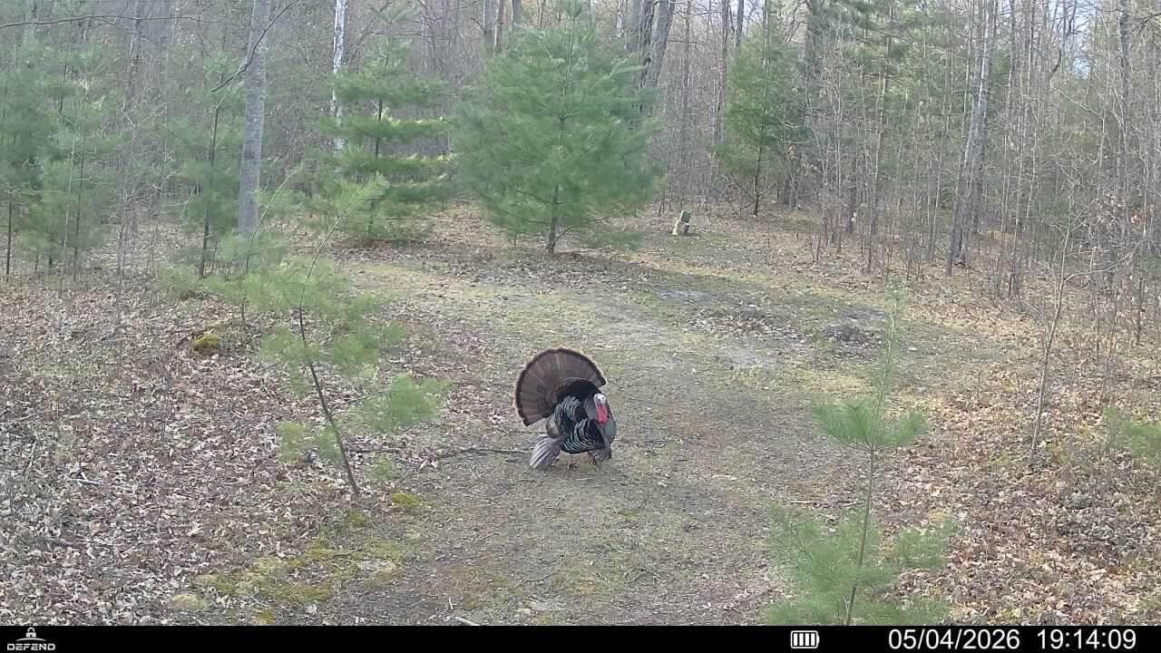 11401 Little George Lake Road Gladwin, MI 48624 - Photo 64 of 72