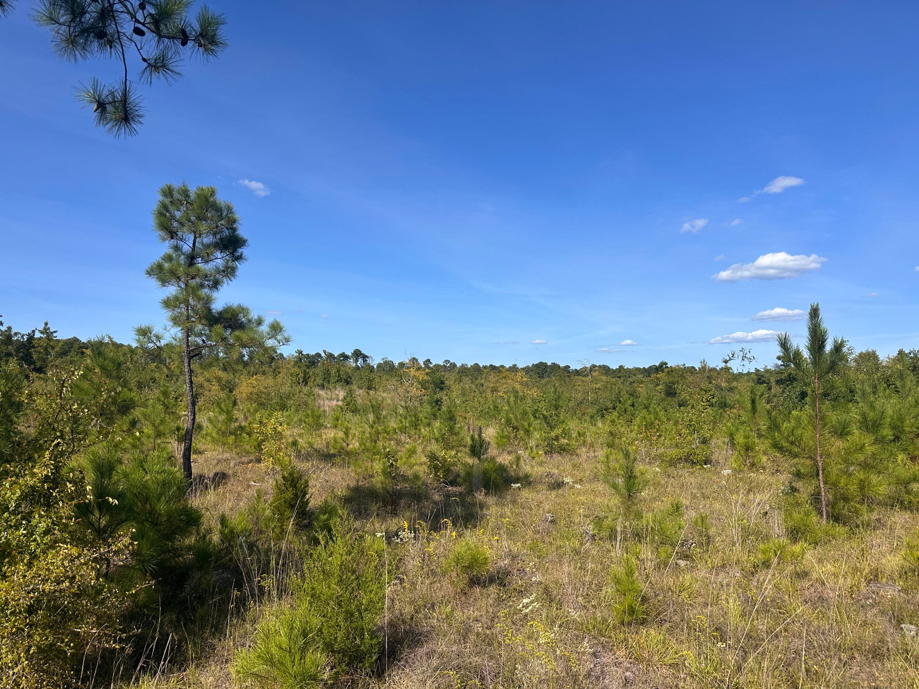 139 Old Plum Branch Road McCormick, SC 29835 - Photo 5 of 10 Gallery Image 5