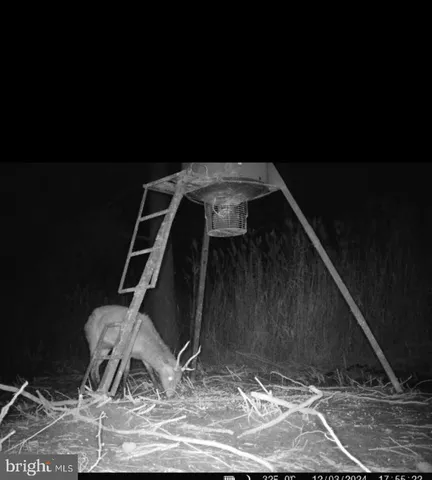 a view of a yard in a forest