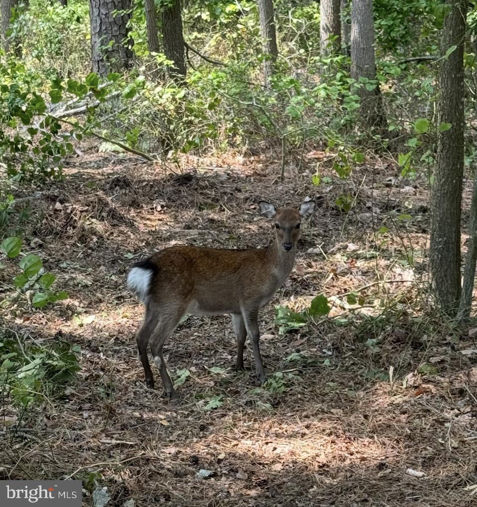 0 Elliott Island Road Vienna, MD 21869 - Photo 15 of 35 a view of a yard in a forest