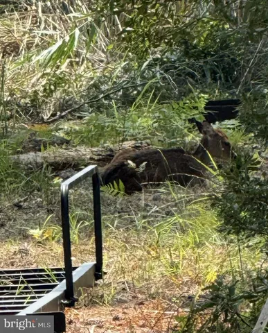 a view of a field with a tree