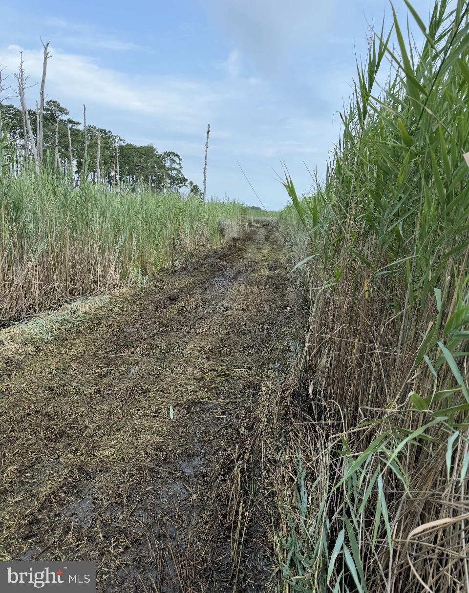 0 Elliott Island Road Vienna, MD 21869 - Photo 18 of 35 a view of a field with a tree