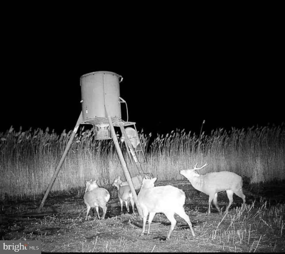 0 Elliott Island Road Vienna, MD 21869 - Photo 19 of 35 a view of a chairs and table in a patio