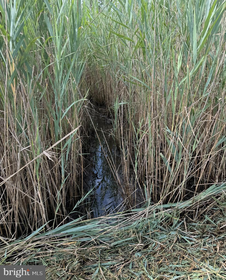 0 Elliott Island Road Vienna, MD 21869 - Photo 20 of 35